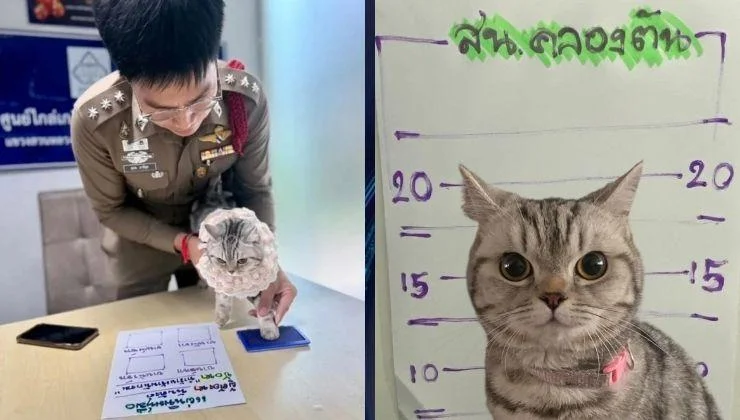 Tayland’da Kayıp Kedi Polis Memuruna Saldırınca “Tutuklandı”!