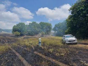 Söğüt Mahallesinde Yangın:150 Dönüm Ekili Alan Zarar Gördü